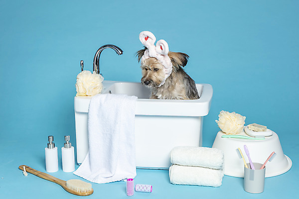 포토 JPG 스튜디오촬영 한마리 반려견 컨셉 가족 물놀이 욕조 실내 사람없음 반려동물 수건 위생용품 장난감 목욕 머리띠 강아지 칫솔 오브젝트 파란배경 샴푸 잡종 반려 샤워솔 믹스견 국내포토 동물 1 생활용품 백그라운드 장신구 관계 놀이 내부 파란색 청결 개 송 파일형식