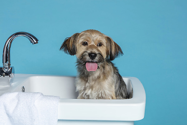 포토 JPG 스튜디오촬영 한마리 반려견 컨셉 가족 물놀이 욕조 실내 사람없음 반려동물 수건 장난감 목욕 강아지 오브젝트 파란배경 잡종 반려 믹스견 국내포토 동물 1 백그라운드 관계 놀이 내부 파란색 위생용품 청결 개 파일형식