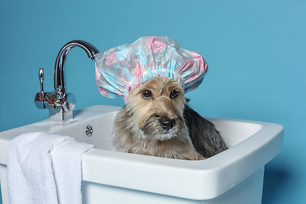 포토 JPG 스튜디오촬영 한마리 반려견 컨셉 가족 물놀이 욕조 실내 사람없음 반려동물 장난감 목욕 강아지 오브젝트 파란배경 잡종 반려 샤워캡 믹스견 국내포토 동물 1 백그라운드 관계 놀이 내부 파란색 청결 개 파일형식