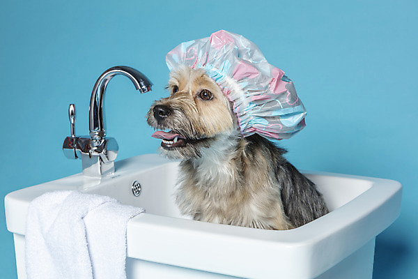 포토 JPG 스튜디오촬영 한마리 반려견 컨셉 가족 물놀이 욕조 실내 사람없음 반려동물 수건 장난감 목욕 강아지 오브젝트 파란배경 잡종 반려 샤워캡 믹스견 국내포토 동물 1 백그라운드 관계 놀이 내부 파란색 위생용품 청결 개 파일형식