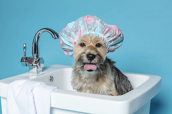 포토 JPG 스튜디오촬영 한마리 반려견 컨셉 가족 물놀이 욕조 실내 사람없음 반려동물 수건 장난감 목욕 강아지 오브젝트 파란배경 잡종 반려 샤워캡 믹스견 국내포토 동물 1 백그라운드 관계 놀이 내부 파란색 위생용품 청결 개 파일형식