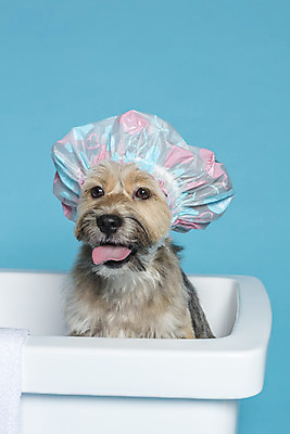 포토 JPG 스튜디오촬영 한마리 반려견 컨셉 가족 물놀이 욕조 실내 사람없음 반려동물 장난감 목욕 강아지 오브젝트 파란배경 잡종 반려 샤워캡 믹스견 국내포토 동물 1 백그라운드 관계 놀이 내부 파란색 청결 개 파일형식