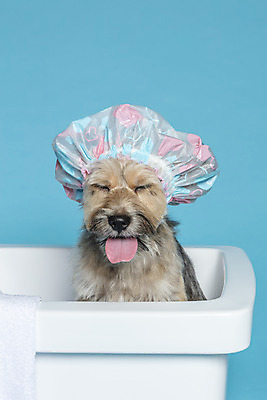 포토 JPG 스튜디오촬영 한마리 반려견 컨셉 가족 물놀이 욕조 실내 사람없음 반려동물 장난감 눈감음 목욕 강아지 오브젝트 파란배경 잡종 반려 샤워캡 믹스견 국내포토 동물 1 백그라운드 관계 모션 놀이 내부 파란색 청결 개 파일형식