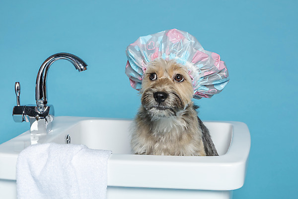 포토 JPG 스튜디오촬영 한마리 반려견 컨셉 가족 물놀이 욕조 실내 사람없음 반려동물 수건 장난감 목욕 강아지 오브젝트 파란배경 잡종 반려 샤워캡 믹스견 국내포토 동물 1 백그라운드 관계 놀이 내부 파란색 위생용품 청결 개 파일형식