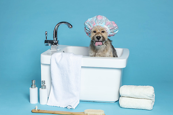 포토 JPG 스튜디오촬영 한마리 반려견 컨셉 가족 물놀이 욕조 실내 사람없음 반려동물 수건 장난감 목욕 강아지 오브젝트 파란배경 샴푸 잡종 반려 샤워솔 믹스견 국내포토 동물 1 백그라운드 관계 놀이 내부 파란색 위생용품 청결 개 송 파일형식