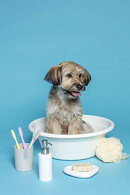포토 JPG 스튜디오촬영 한마리 반려견 컨셉 가족 물놀이 실내 사람없음 반려동물 장난감 목욕 강아지 칫솔 오브젝트 파란배경 비누 대야 샴푸 잡종 반려 샤워볼 믹스견 국내포토 동물 1 백그라운드 관계 놀이 내부 파란색 위생용품 청결 개 파일형식