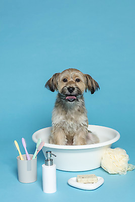 포토 JPG 스튜디오촬영 한마리 반려견 컨셉 가족 물놀이 실내 사람없음 반려동물 장난감 목욕 강아지 칫솔 오브젝트 파란배경 비누 대야 샴푸 잡종 반려 샤워볼 믹스견 국내포토 동물 1 백그라운드 관계 놀이 내부 파란색 위생용품 청결 개 파일형식