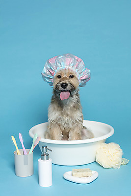 포토 JPG 스튜디오촬영 한마리 반려견 컨셉 가족 물놀이 실내 사람없음 반려동물 장난감 목욕 테니스라켓 강아지 칫솔 테니스공 오브젝트 파란배경 비누 대야 샴푸 잡종 반려 샤워캡 믹스견 국내포토 동물 1 백그라운드 공 관계 놀이 내부 파란색 위생용품 청결 테니스 라켓 테니스용품 개 파일형식