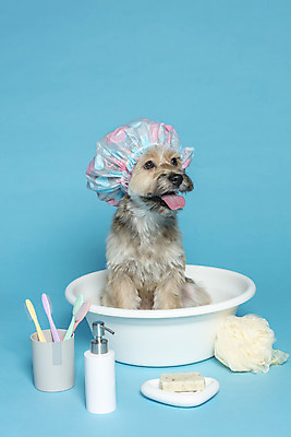 포토 JPG 스튜디오촬영 한마리 반려견 컨셉 가족 물놀이 실내 사람없음 반려동물 장난감 목욕 테니스라켓 강아지 칫솔 테니스공 오브젝트 파란배경 비누 샴푸 잡종 반려 샤워볼 샤워캡 믹스견 국내포토 동물 1 백그라운드 공 관계 놀이 내부 파란색 위생용품 청결 테니스 라켓 테니스용품 개 파일형식