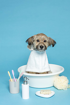 포토 JPG 스튜디오촬영 한마리 반려견 컨셉 가족 물놀이 실내 사람없음 반려동물 수건 장난감 목욕 강아지 칫솔 오브젝트 파란배경 비누 대야 샴푸 잡종 반려 샤워볼 믹스견 국내포토 동물 1 백그라운드 관계 놀이 내부 파란색 위생용품 청결 개 파일형식