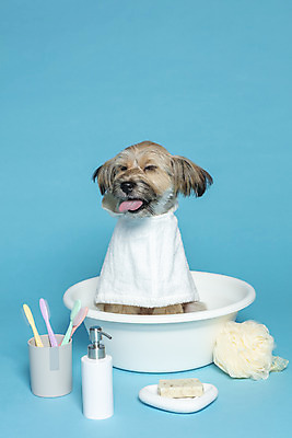 포토 JPG 스튜디오촬영 한마리 반려견 컨셉 가족 물놀이 실내 사람없음 반려동물 수건 장난감 눈감음 목욕 강아지 칫솔 오브젝트 파란배경 대야 샴푸 잡종 반려 샤워볼 믹스견 국내포토 동물 1 백그라운드 관계 모션 놀이 내부 파란색 위생용품 청결 개 파일형식