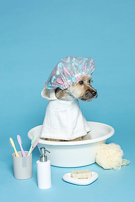 포토 JPG 스튜디오촬영 한마리 반려견 컨셉 가족 물놀이 실내 사람없음 반려동물 수건 장난감 목욕 강아지 칫솔 오브젝트 파란배경 비누 대야 샴푸 잡종 반려 샤워볼 샤워캡 믹스견 국내포토 동물 1 백그라운드 관계 놀이 내부 파란색 위생용품 청결 개 파일형식