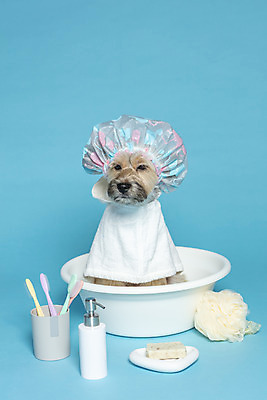 포토 JPG 스튜디오촬영 한마리 반려견 컨셉 가족 물놀이 실내 사람없음 반려동물 수건 장난감 목욕 강아지 칫솔 오브젝트 파란배경 비누 대야 샴푸 잡종 반려 샤워볼 샤워캡 믹스견 국내포토 동물 1 백그라운드 관계 놀이 내부 파란색 위생용품 청결 개 파일형식