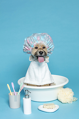 포토 JPG 스튜디오촬영 한마리 반려견 컨셉 가족 물놀이 실내 사람없음 반려동물 수건 장난감 목욕 강아지 오브젝트 파란배경 비누 대야 샴푸 잡종 반려 샤워볼 샤워캡 믹스견 국내포토 동물 1 백그라운드 관계 놀이 내부 파란색 위생용품 청결 개 파일형식