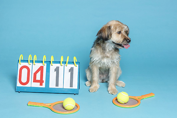 포토 JPG 스튜디오촬영 한마리 반려견 컨셉 공 가족 실내 앉기 사람없음 반려동물 장난감 테니스 라켓 테니스라켓 강아지 테니스공 오브젝트 파란배경 잡종 반려 점수판 믹스견 국내포토 동물 1 스포츠용품 백그라운드 관계 모션 내부 파란색 구기 테니스용품 개 파일형식