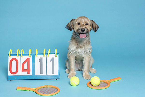 포토 JPG 스튜디오촬영 한마리 반려견 컨셉 공 가족 실내 앉기 사람없음 반려동물 장난감 테니스 라켓 테니스라켓 강아지 테니스공 오브젝트 파란배경 잡종 반려 점수판 믹스견 국내포토 동물 1 스포츠용품 백그라운드 관계 모션 내부 파란색 구기 테니스용품 개 파일형식