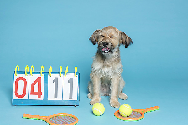 포토 JPG 스튜디오촬영 한마리 반려견 컨셉 공 가족 실내 앉기 사람없음 반려동물 장난감 눈감음 테니스 라켓 테니스라켓 강아지 테니스공 오브젝트 파란배경 잡종 반려 점수판 믹스견 국내포토 동물 1 스포츠용품 백그라운드 관계 모션 내부 파란색 구기 테니스용품 개 파일형식