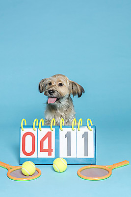 포토 JPG 스튜디오촬영 한마리 반려견 컨셉 공 가족 실내 앉기 사람없음 반려동물 장난감 테니스 라켓 테니스라켓 강아지 테니스공 오브젝트 파란배경 잡종 반려 점수판 믹스견 국내포토 동물 1 스포츠용품 백그라운드 관계 모션 내부 파란색 구기 테니스용품 개 파일형식