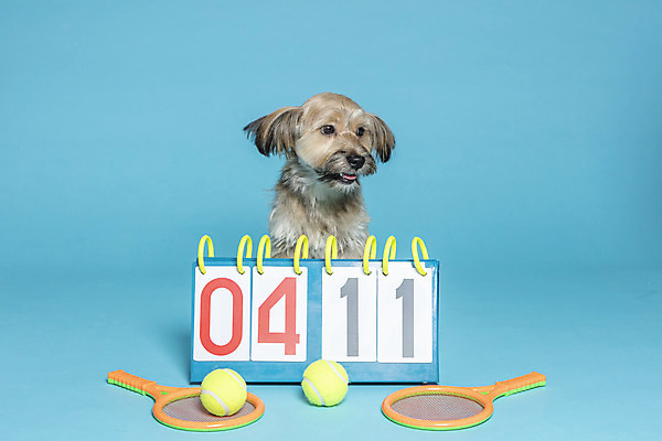 포토 JPG 스튜디오촬영 한마리 반려견 컨셉 공 가족 실내 앉기 사람없음 반려동물 장난감 테니스 라켓 테니스라켓 강아지 테니스공 오브젝트 파란배경 잡종 반려 점수판 믹스견 국내포토 동물 1 스포츠용품 백그라운드 관계 모션 내부 파란색 구기 테니스용품 개 파일형식