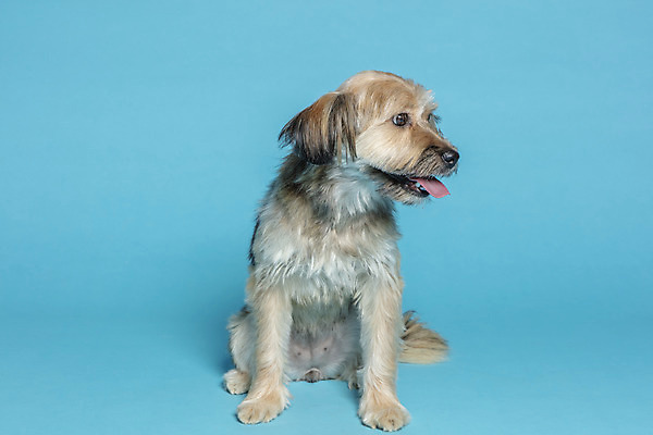 포토 JPG 스튜디오촬영 한마리 응시 시선 반려견 컨셉 가족 실내 앉기 사람없음 반려동물 강아지 파란배경 잡종 반려 믹스견 국내포토 동물 1 백그라운드 관계 모션 내부 파란색 개 파일형식