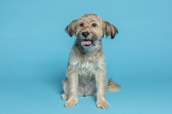 포토 JPG 스튜디오촬영 한마리 응시 시선 반려견 컨셉 가족 실내 앉기 사람없음 반려동물 강아지 파란배경 잡종 반려 믹스견 국내포토 동물 1 백그라운드 관계 모션 내부 파란색 개 파일형식