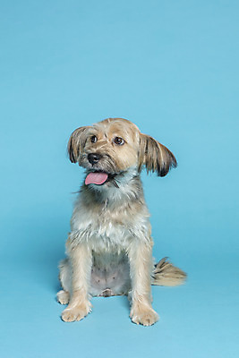 포토 JPG 스튜디오촬영 한마리 응시 시선 반려견 컨셉 가족 실내 앉기 사람없음 반려동물 강아지 파란배경 잡종 반려 믹스견 국내포토 동물 1 백그라운드 관계 모션 내부 파란색 개 파일형식