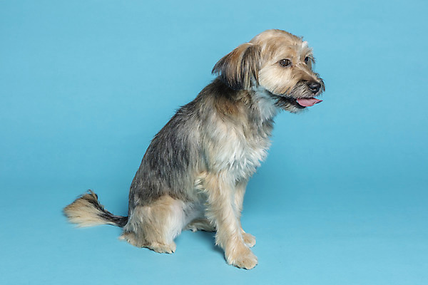 포토 JPG 스튜디오촬영 한마리 응시 시선 반려견 컨셉 가족 실내 앉기 사람없음 옆모습 반려동물 강아지 파란배경 잡종 반려 믹스견 국내포토 동물 1 뷰포인트 백그라운드 관계 모션 내부 파란색 개 파일형식