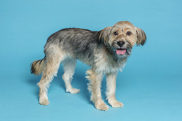 포토 JPG 스튜디오촬영 한마리 응시 시선 반려견 컨셉 가족 실내 서기 사람없음 반려동물 강아지 파란배경 잡종 반려 믹스견 국내포토 동물 1 백그라운드 관계 모션 내부 파란색 개 파일형식