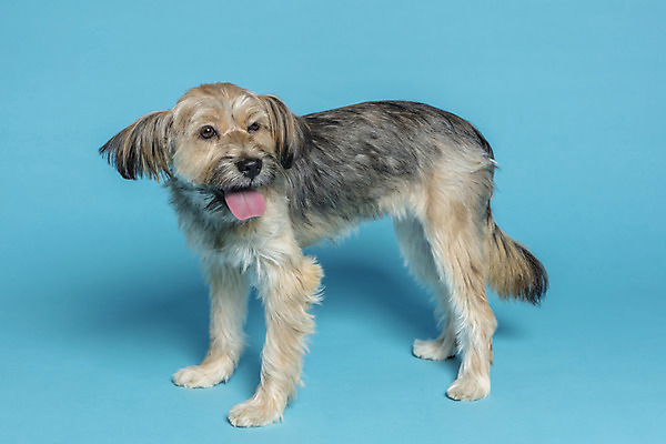 포토 JPG 스튜디오촬영 한마리 응시 시선 반려견 컨셉 가족 실내 서기 사람없음 반려동물 강아지 파란배경 잡종 반려 믹스견 국내포토 동물 1 백그라운드 관계 모션 내부 파란색 개 파일형식