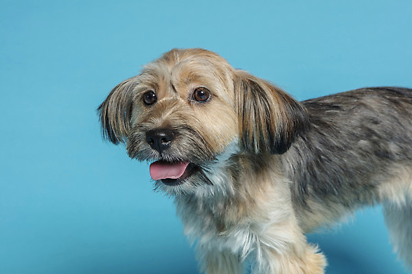 포토 JPG 스튜디오촬영 한마리 응시 시선 반려견 컨셉 가족 실내 서기 사람없음 반려동물 강아지 파란배경 잡종 반려 믹스견 국내포토 동물 1 백그라운드 관계 모션 내부 파란색 개 파일형식