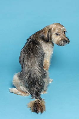 포토 JPG 스튜디오촬영 한마리 응시 시선 반려견 컨셉 가족 실내 앉기 사람없음 반려동물 뒤돌아보기 강아지 파란배경 잡종 반려 믹스견 국내포토 동물 1 백그라운드 관계 모션 내부 파란색 개 파일형식