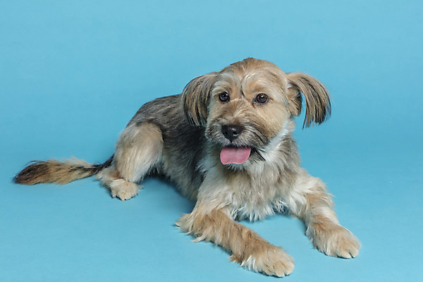 포토 JPG 스튜디오촬영 한마리 응시 시선 반려견 컨셉 가족 실내 앉기 사람없음 반려동물 강아지 파란배경 잡종 반려 믹스견 국내포토 동물 1 백그라운드 관계 모션 내부 파란색 개 파일형식