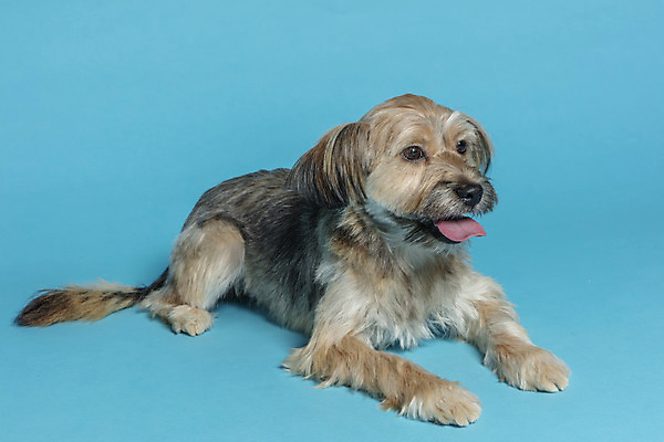 포토 JPG 스튜디오촬영 한마리 응시 시선 반려견 엎드리기 컨셉 가족 실내 사람없음 반려동물 강아지 파란배경 잡종 반려 믹스견 국내포토 동물 1 백그라운드 관계 모션 내부 파란색 개 파일형식