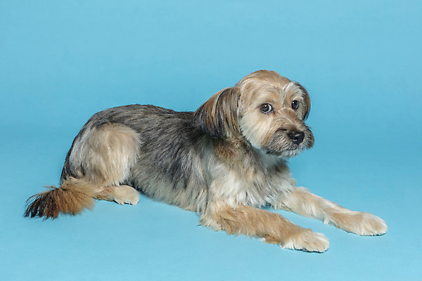 포토 JPG 스튜디오촬영 한마리 응시 시선 반려견 엎드리기 컨셉 가족 실내 사람없음 반려동물 강아지 파란배경 잡종 반려 믹스견 국내포토 동물 1 백그라운드 관계 모션 내부 파란색 개 파일형식