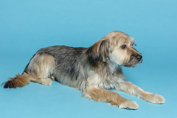 포토 JPG 스튜디오촬영 한마리 응시 시선 반려견 엎드리기 컨셉 가족 실내 사람없음 반려동물 강아지 파란배경 잡종 반려 믹스견 국내포토 동물 1 백그라운드 관계 모션 내부 파란색 개 파일형식