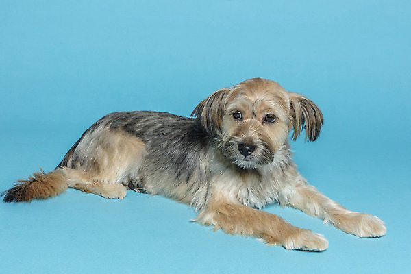 포토 JPG 스튜디오촬영 한마리 응시 시선 반려견 엎드리기 컨셉 가족 실내 사람없음 반려동물 강아지 파란배경 잡종 반려 믹스견 국내포토 동물 1 백그라운드 관계 모션 내부 파란색 개 파일형식