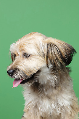 포토 JPG 스튜디오촬영 한마리 시선 반려견 얼굴 컨셉 가족 실내 근접촬영 사람없음 초록색 반려동물 강아지 잡종 반려 믹스견 국내포토 동물 1 뷰포인트 컬러 관계 내부 신체부위 개 파일형식