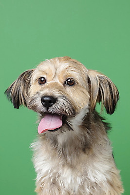 포토 JPG 스튜디오촬영 한마리 시선 반려견 얼굴 컨셉 가족 실내 근접촬영 사람없음 반려동물 강아지 잡종 반려 초록배경 믹스견 국내포토 동물 1 뷰포인트 백그라운드 관계 내부 신체부위 초록색 개 파일형식