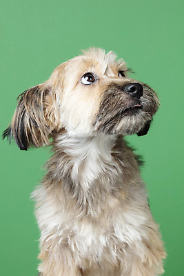 포토 JPG 스튜디오촬영 한마리 응시 시선 반려견 컨셉 가족 실내 근접촬영 사람없음 반려동물 올려보기 강아지 잡종 반려 초록배경 믹스견 국내포토 동물 1 뷰포인트 백그라운드 관계 모션 내부 초록색 개 파일형식