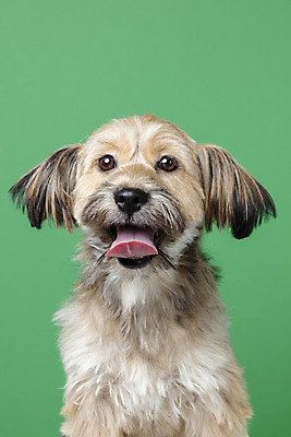 포토 JPG 스튜디오촬영 한마리 응시 시선 반려견 얼굴 컨셉 가족 실내 근접촬영 사람없음 반려동물 강아지 잡종 반려 초록배경 믹스견 국내포토 동물 1 뷰포인트 백그라운드 관계 내부 신체부위 초록색 개 파일형식