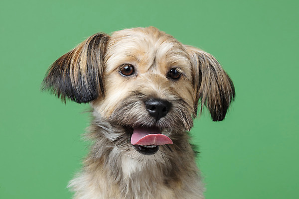 포토 JPG 스튜디오촬영 한마리 응시 시선 반려견 얼굴 컨셉 가족 실내 근접촬영 사람없음 반려동물 강아지 잡종 반려 초록배경 믹스견 국내포토 동물 1 뷰포인트 백그라운드 관계 내부 신체부위 초록색 개 파일형식