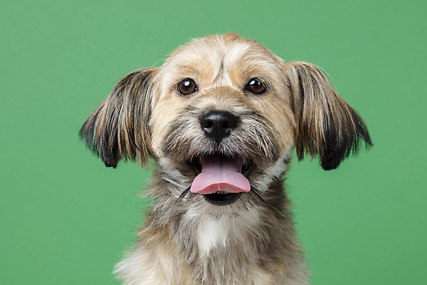 포토 JPG 스튜디오촬영 한마리 응시 시선 반려견 얼굴 컨셉 가족 실내 근접촬영 사람없음 반려동물 강아지 잡종 반려 초록배경 믹스견 국내포토 동물 1 뷰포인트 백그라운드 관계 내부 신체부위 초록색 개 파일형식