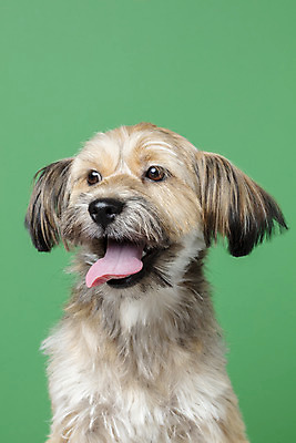 포토 JPG 스튜디오촬영 한마리 응시 시선 반려견 얼굴 컨셉 가족 실내 근접촬영 사람없음 반려동물 강아지 잡종 반려 초록배경 믹스견 국내포토 동물 1 뷰포인트 백그라운드 관계 내부 신체부위 초록색 개 파일형식