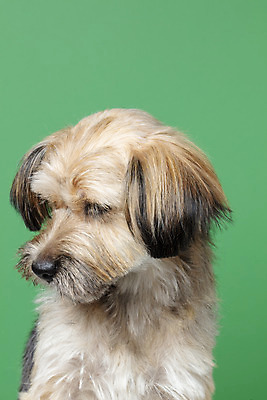 포토 JPG 스튜디오촬영 한마리 응시 시선 반려견 얼굴 컨셉 가족 실내 근접촬영 사람없음 반려동물 강아지 잡종 반려 내려보기 초록배경 믹스견 국내포토 동물 1 뷰포인트 백그라운드 관계 모션 내부 신체부위 초록색 개 파일형식