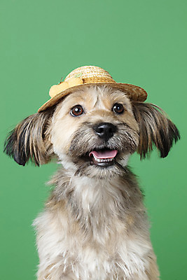 포토 JPG 스튜디오촬영 모자 한마리 시선 반려견 얼굴 컨셉 가족 실내 근접촬영 사람없음 반려동물 올려보기 강아지 잡종 반려 초록배경 믹스견 국내포토 동물 1 잡화 뷰포인트 백그라운드 관계 모션 내부 신체부위 초록색 개 파일형식
