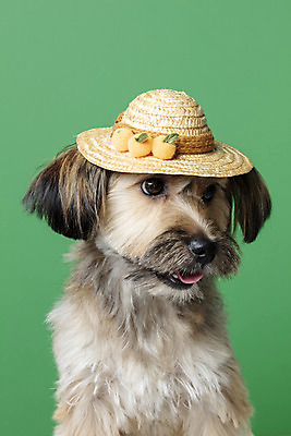 포토 JPG 스튜디오촬영 모자 한마리 시선 반려견 얼굴 컨셉 가족 실내 근접촬영 사람없음 반려동물 강아지 잡종 반려 내려보기 초록배경 믹스견 국내포토 동물 1 잡화 뷰포인트 백그라운드 관계 모션 내부 신체부위 초록색 개 파일형식