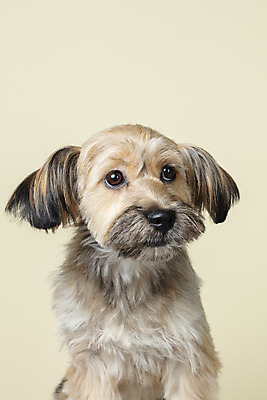 포토 JPG 스튜디오촬영 한마리 응시 시선 반려견 얼굴 컨셉 가족 실내 근접촬영 사람없음 반려동물 강아지 잡종 반려 베이지색 믹스견 국내포토 동물 1 뷰포인트 컬러 관계 내부 신체부위 개 파일형식