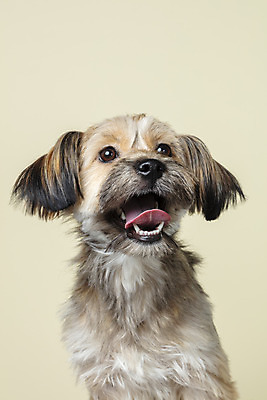 포토 JPG 스튜디오촬영 한마리 시선 반려견 얼굴 컨셉 가족 실내 근접촬영 사람없음 반려동물 올려보기 강아지 잡종 반려 베이지색배경 믹스견 국내포토 동물 1 뷰포인트 백그라운드 관계 모션 내부 신체부위 개 베이지색 파일형식