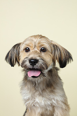 포토 JPG 스튜디오촬영 한마리 응시 시선 반려견 얼굴 컨셉 가족 실내 근접촬영 사람없음 반려동물 강아지 잡종 반려 베이지색배경 믹스견 국내포토 동물 1 뷰포인트 백그라운드 관계 내부 신체부위 개 베이지색 파일형식