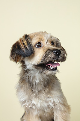 포토 JPG 스튜디오촬영 한마리 시선 반려견 얼굴 컨셉 가족 실내 근접촬영 사람없음 반려동물 올려보기 강아지 잡종 반려 베이지색배경 믹스견 국내포토 동물 1 뷰포인트 백그라운드 관계 모션 내부 신체부위 개 베이지색 파일형식